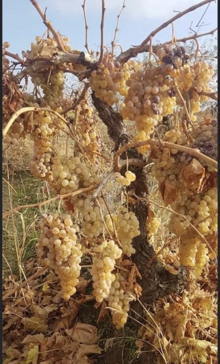 انگور بیدانه
