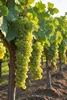کشمش پلویی طلایی